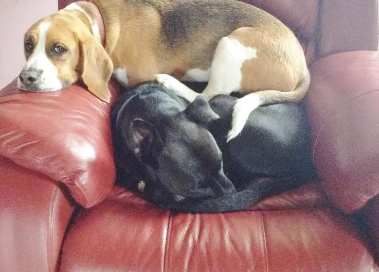 デラックススイート, Must Love Dogs B&b & Self Contained Cottage