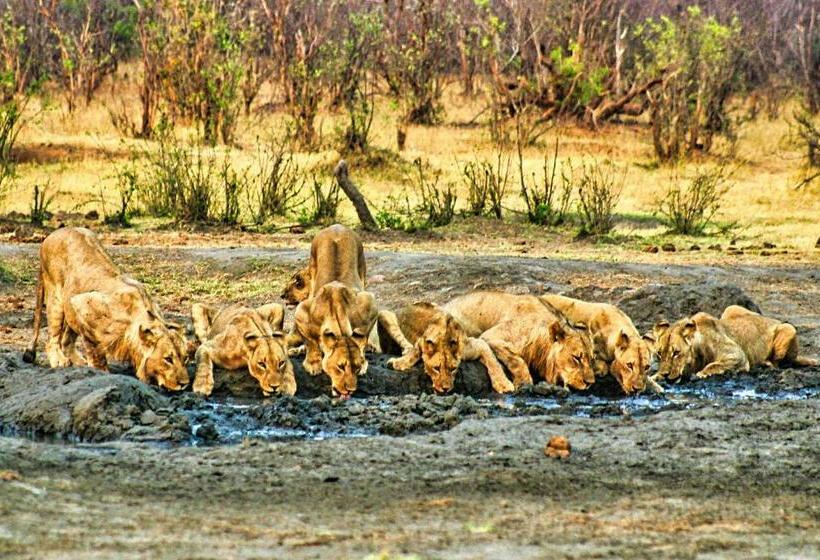 اتاق استاندارد چهار تخته, Room In Villa   Zambezi Family Lodge   Elephant Room