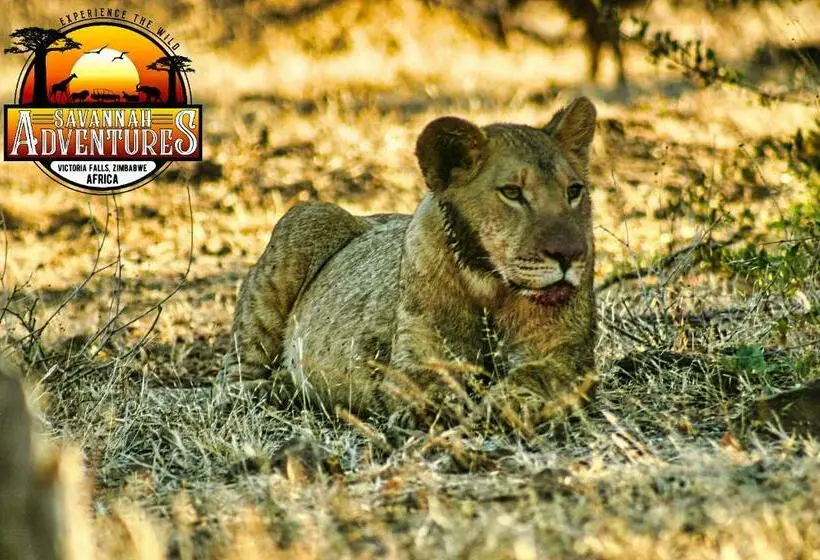 اتاق استاندارد چهار تخته, Zambezi Family Lodge   Elephant Room