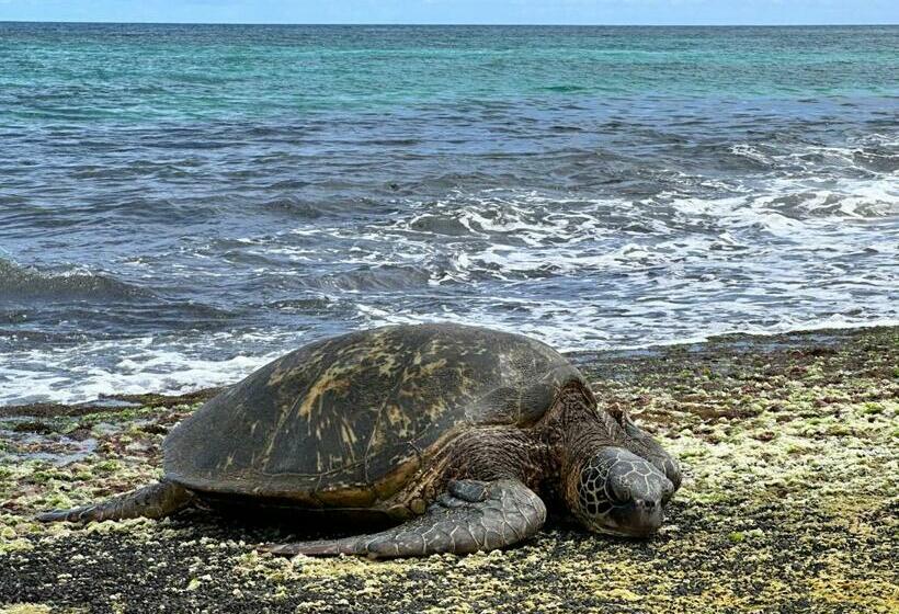 آپارتمان 1 خوابه با چشم‌انداز, Waikiki Banyan Pool Free Parking Free Wi Fi One Br