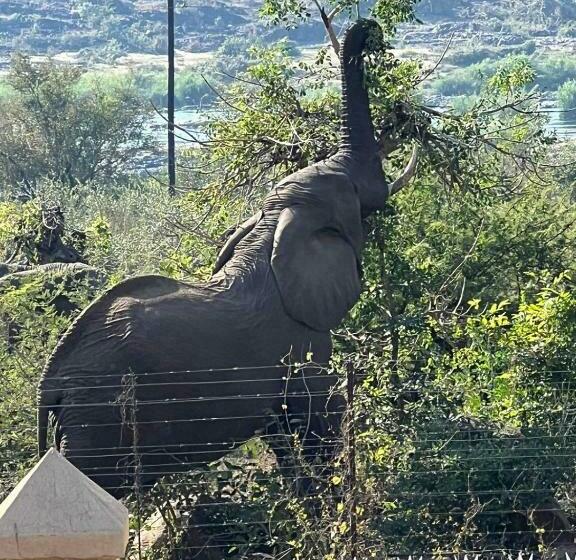 חדר סטנדרט, Kruger Allo Escape