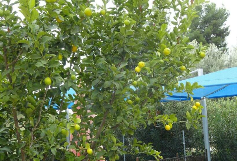 חדר סטודיו סטנדרד, Amari