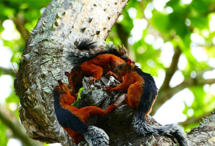 标准工作室, Maoritsio Garden Studios