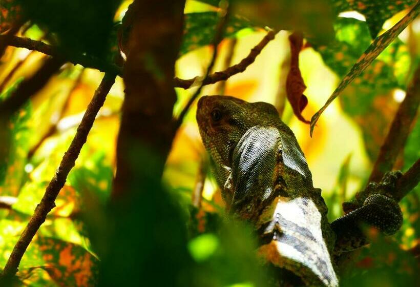 标准工作室, Maoritsio Garden Studios