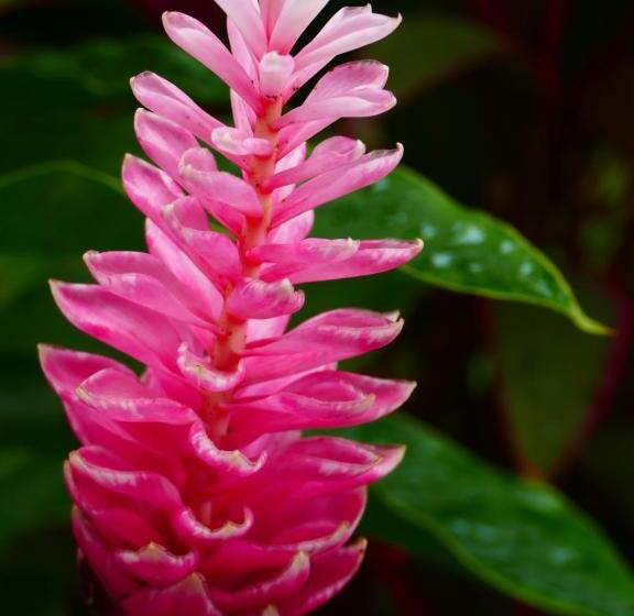 标准工作室, Maoritsio Garden Studios