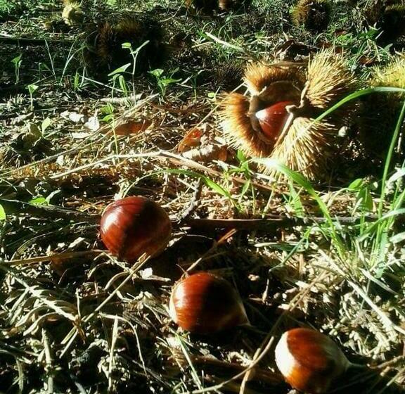 标准间, Residenza Rurale L Antico Castagneto