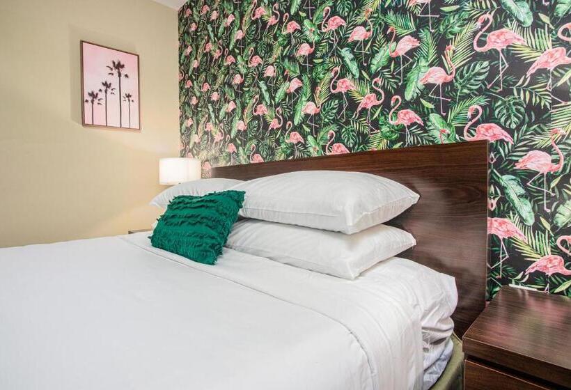 标准单人间, The Local   St. Augustine