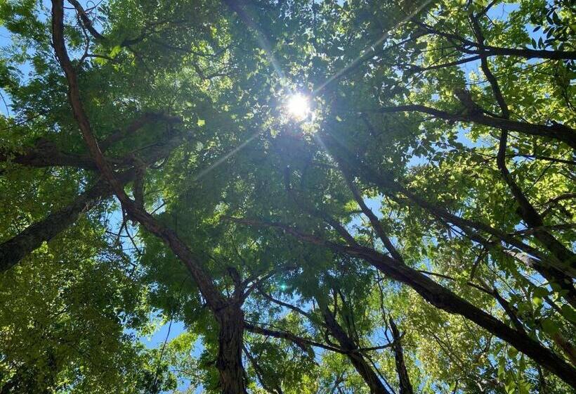 اتاق استاندارد, Room In Lodge Eco Lush Double Mayan Dome Cenote And Bikes