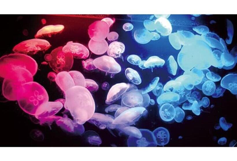 スタンダードスタジオ, Yunohama Onsen Hanayubi Nihonkai   Vacation Stay 67567v