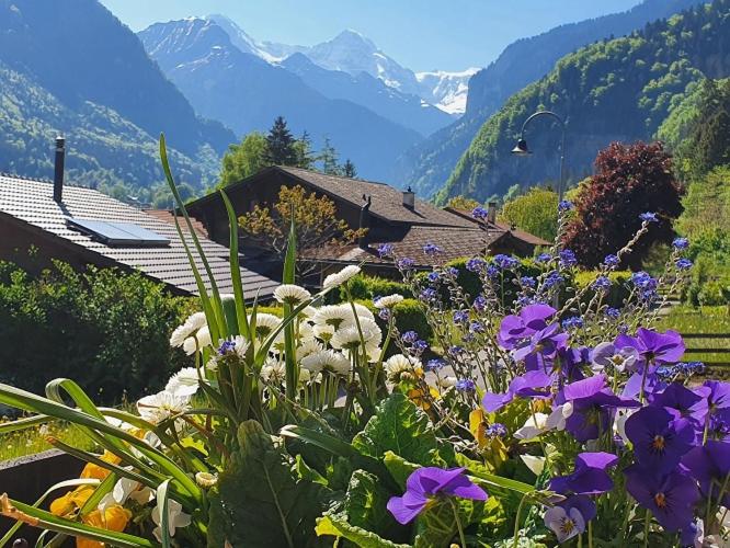 חדר בסיסי, Chalet Gafri   Bnb   Frühstückspension Und Gastfreuncschaft