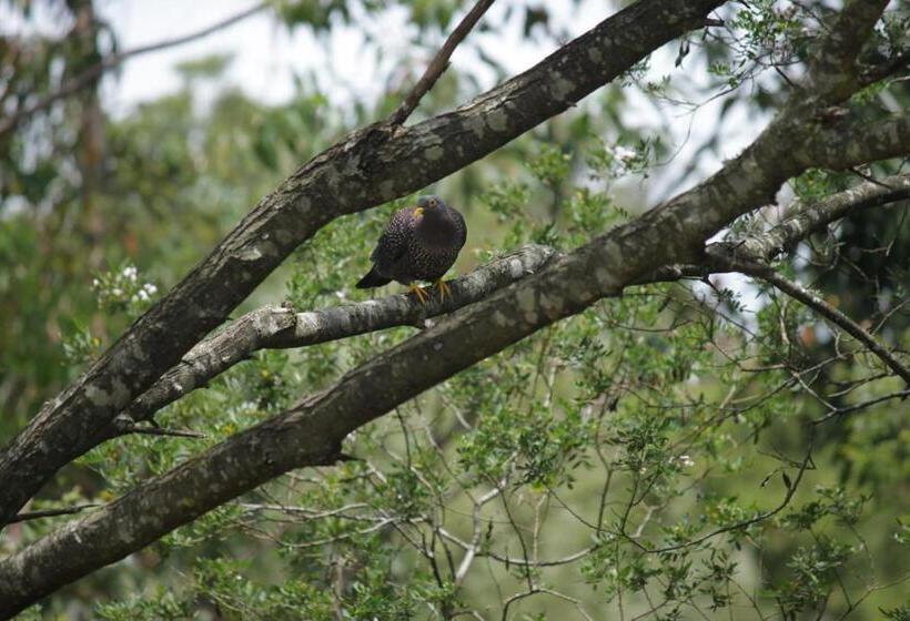 スタンダードルーム, Bushman S Pillow
