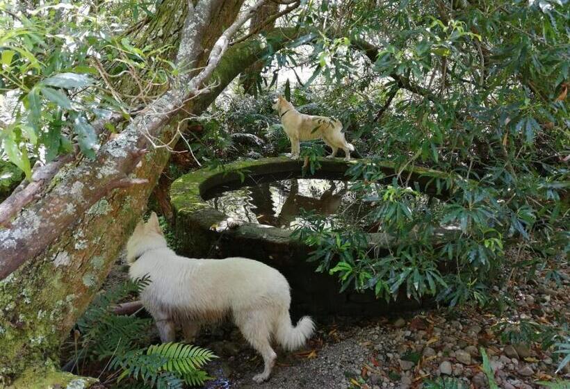 スタンダードルーム, Bushman S Pillow