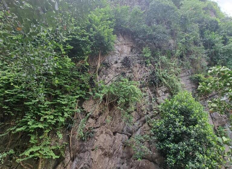 اتاق خانوادگی, Stone Lotus