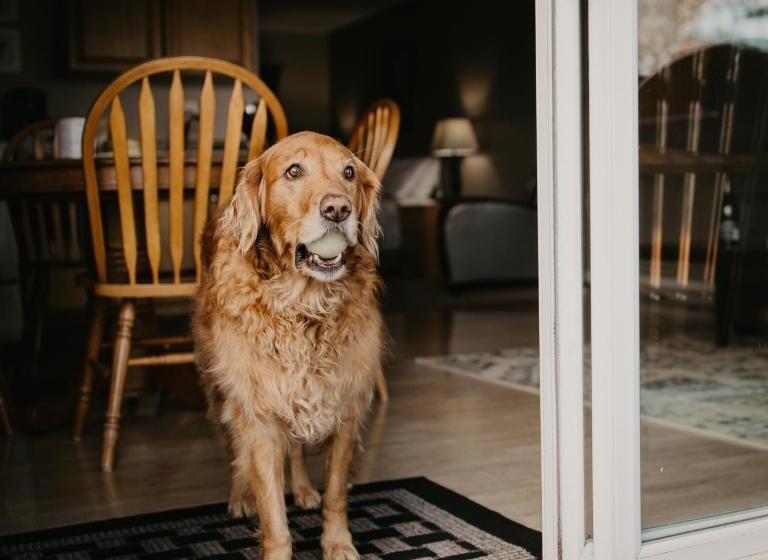 Deniz Manzaralı Süit, Page S Inn On Silva Bay