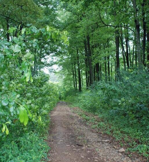 标准间带山景, Bezalel S Rest