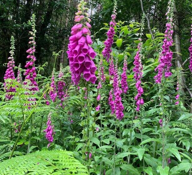 חדר סטנדרט, The Old Postie Bed & Breakfast