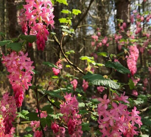 חדר סטנדרט, The Old Postie Bed & Breakfast