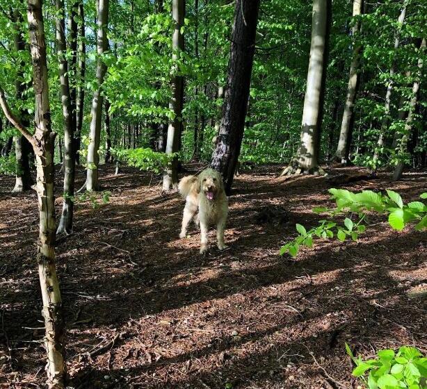 Standard room with outdoor bath, The Old Postie Bed & Breakfast