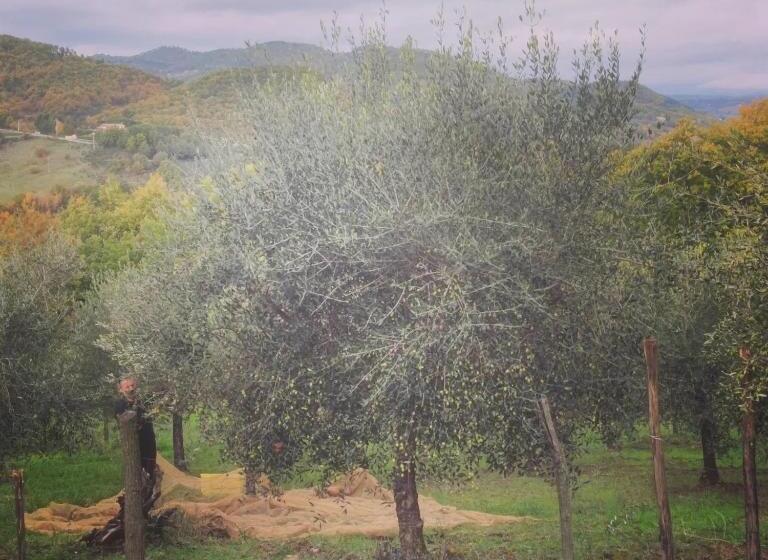 آپارتمان 1 خوابه, Glicine Ad Antico Casale  700
