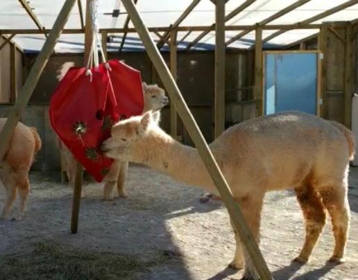 اتاق عادی, Hacienda D Armando