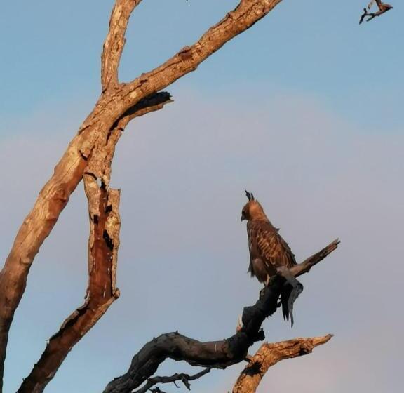 Семейный Номер, Owin Rose Yala Safari