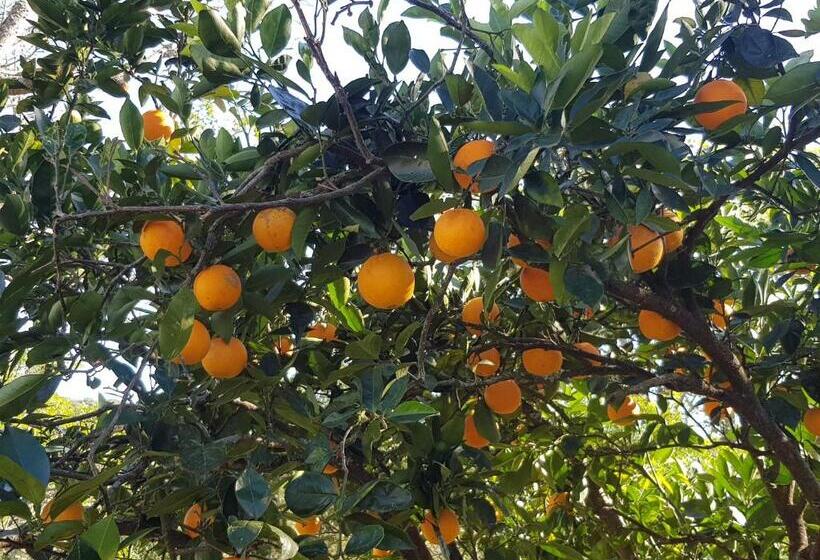 标准间带露台, Solitude On Somerset