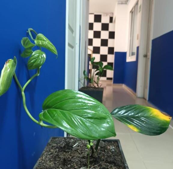 غرفة قياسية فردية, Casa Mango