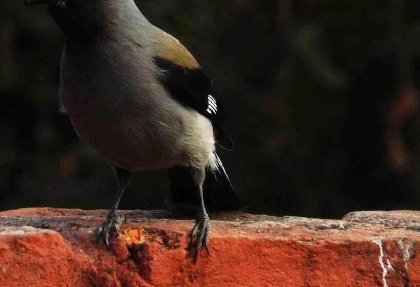 1 Bedroom Villa Garden View, Books And Birds