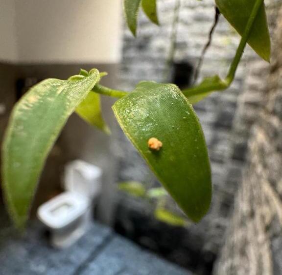 Familjerum Trädgårdsutsikt, Elite Safari Resort