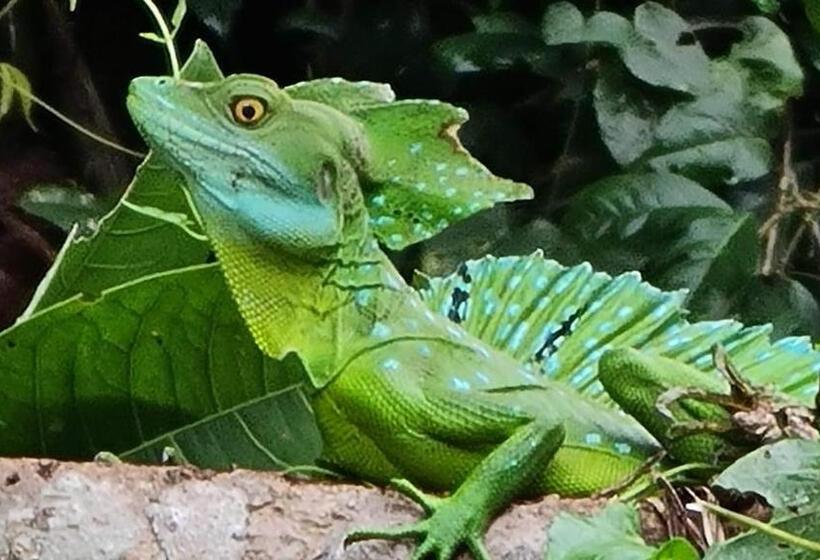 اتاق استاندارد چهار تخته, Cabinas Agamy