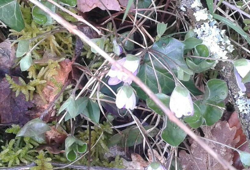 סוויטה משפחתית, Chambres D Hôtes Les Terrasses De Cailla