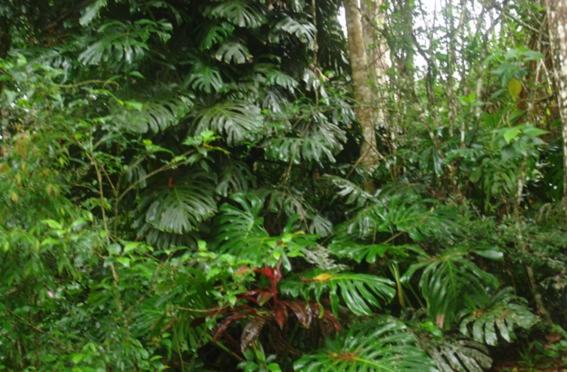 一居室高级别墅, Ecopousada João Y Maria