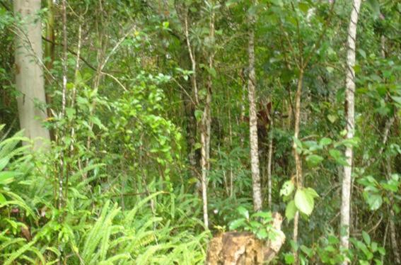 一居室高级别墅, Ecopousada João Y Maria