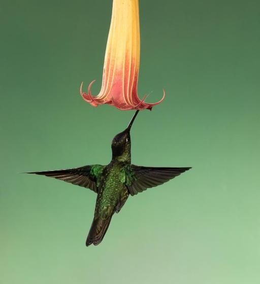 キングサイズベッドのスイートルーム, Relax Natural Village Adults Only