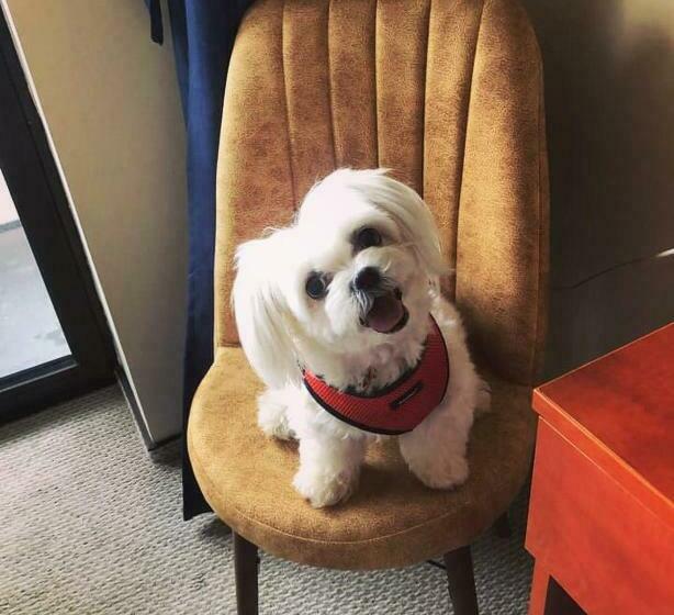 标准间带阳台, Pin Azuga