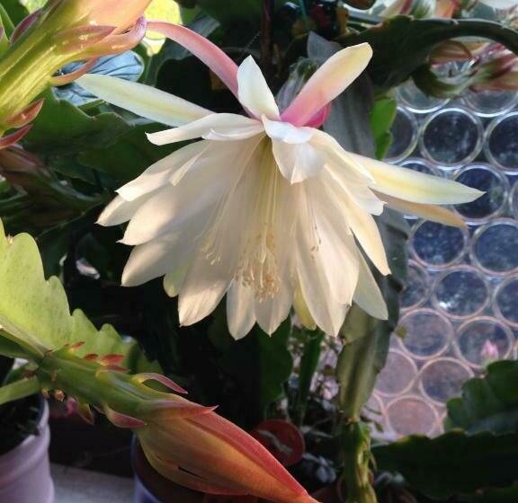 غرفة قياسية, Waldsee