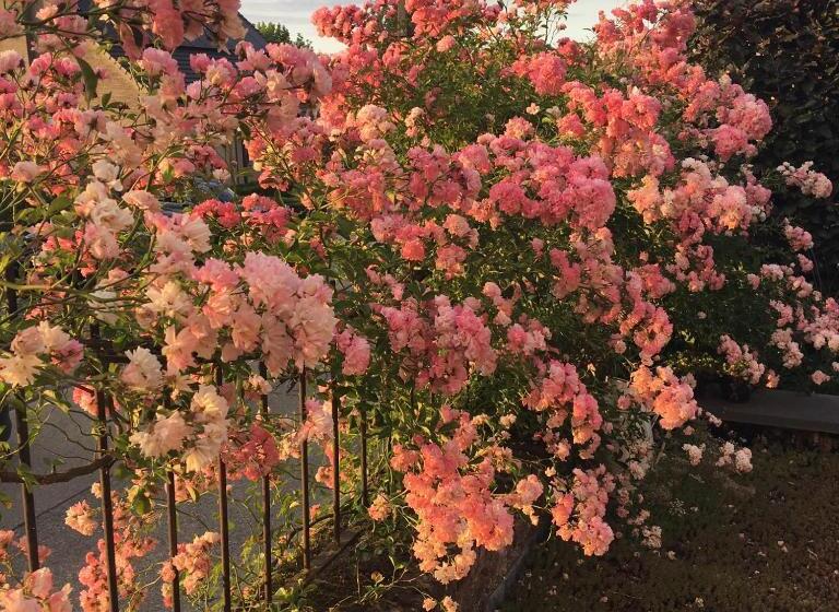 带1个卧室的公寓, De Zwarte Stok