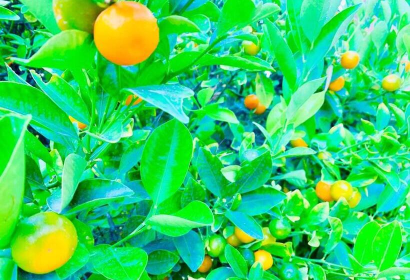 اتاق استاندارد سه نفره, Remodeled Contemporary Guest Suites House In Mira Mesa,san Diego,near La Jolla,del Mar, Rancho Santa