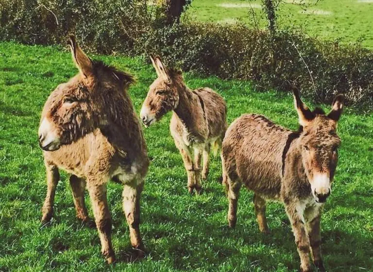 1ベッドルームハウス, Gîtes Les Demeures De Valette