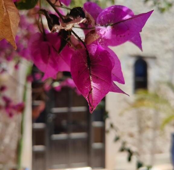 سوییت جونیور, Riad Eucalyptus