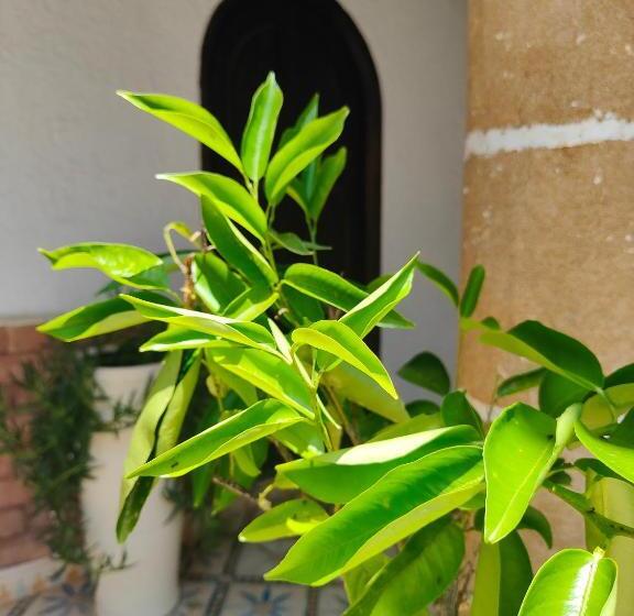 اتاق استاندارد, Riad Eucalyptus