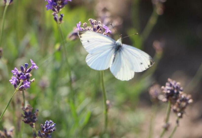 سوییت, Chambre D'hôtes CitaBel'Air