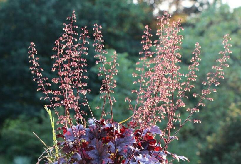 سوییت, Chambre D'hôtes CitaBel'Air