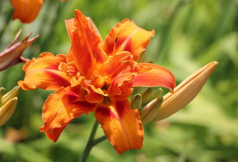 سوییت, Chambre D'hôtes CitaBel'Air