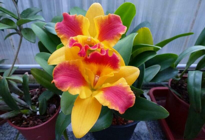 غرفة قياسية مزوَّدة بشُرفة, Zimmervermietung Babsy