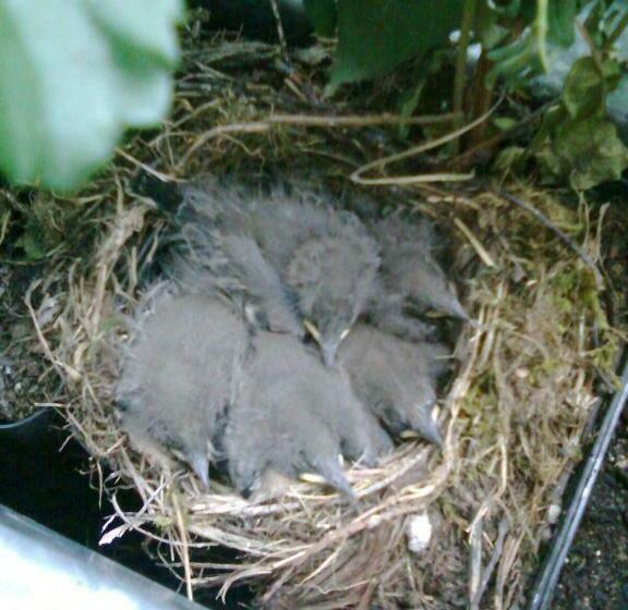 غرفة قياسية مزوَّدة بشُرفة, Zimmervermietung Babsy