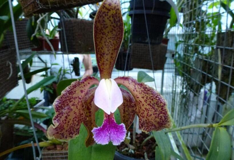 غرفة كومفورت, Zimmervermietung Babsy