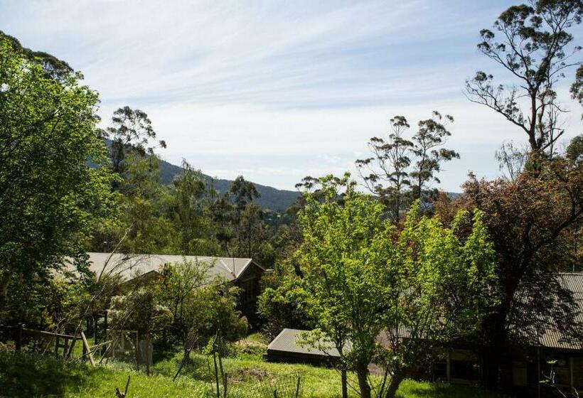 デラックスルーム, Buttercup Hill