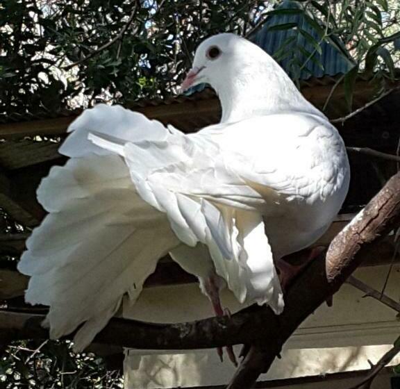 标准工作室, The Dove Cote