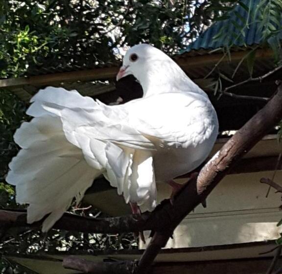 2间卧室的房子, The Dove Cote